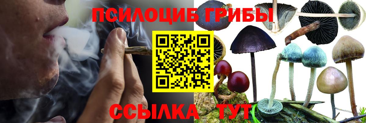 Псилоцибиновые грибы мицелий Чита
